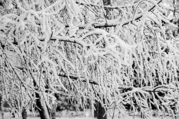 Zasněžené Větve Stromů Bílém Pozadí Oblohy Winter — Stock fotografie