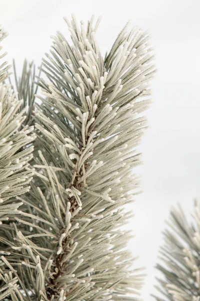 Gałęzie Świerkowe Śnieżnobiałym Śniegu Nastrój Zimowy — Zdjęcie stockowe
