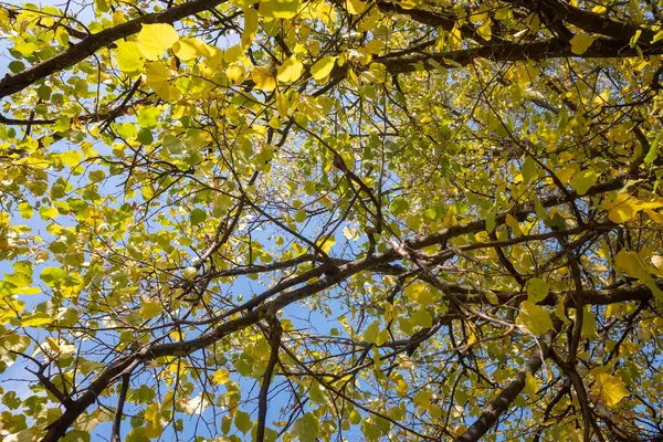 美丽的秋天树木映衬着蓝天 秋天的艳丽色彩 大自然 — 图库照片