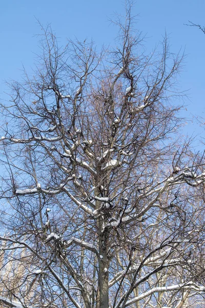 Ramas Árboles Desnudos Contra Cielo Invierno — Foto de Stock