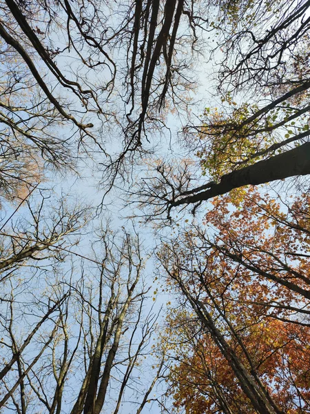 나무의 가지들 하늘을 있습니다 — 스톡 사진