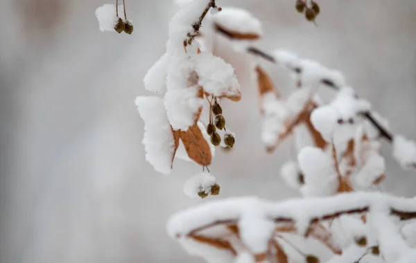 Zasněžené Větve Stromů Bílém Pozadí Oblohy Winter — Stock fotografie