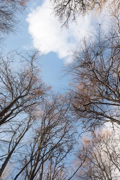 Arbres Automne Sans Feuilles Contre Ciel Bleu Avec Des Nuages — Photo