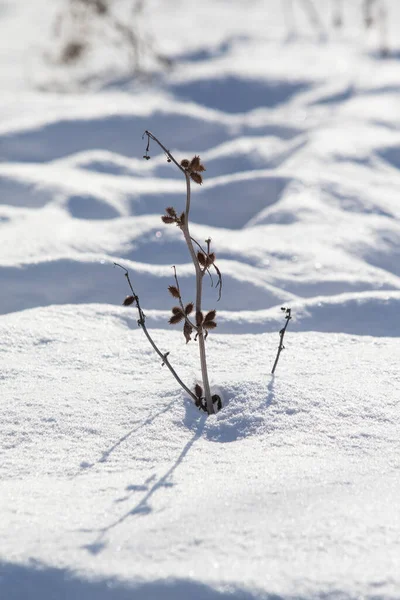 干枯的树枝 雪中的荆棘 — 图库照片