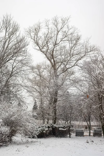 Зимний Парк Пейзаж Снежный Лес Зима — стоковое фото