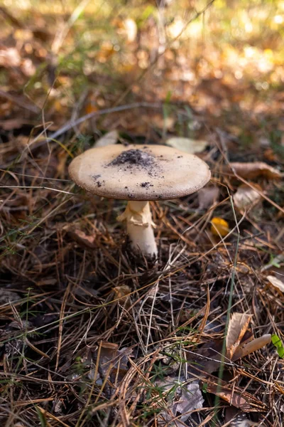 把秋天的蘑菇关在森林里 — 图库照片