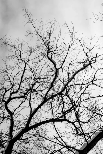 Bare Träd Grenar Mot Himlen Vinter — Stockfoto