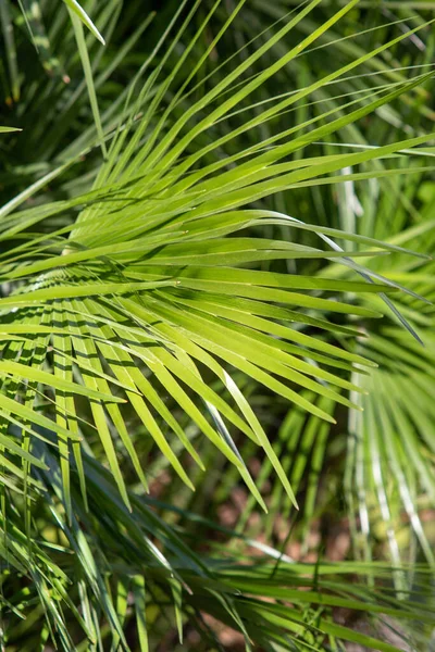 Palmbomen Groene Bladeren Natuurlijk Landschap — Stockfoto