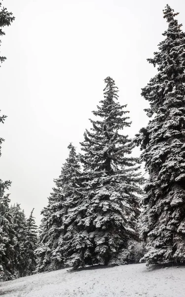 Parque Invierno Paisaje Bosque Nevado Invierno —  Fotos de Stock