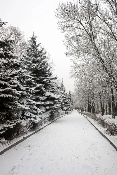 冬季公园 雪地的森林 — 图库照片