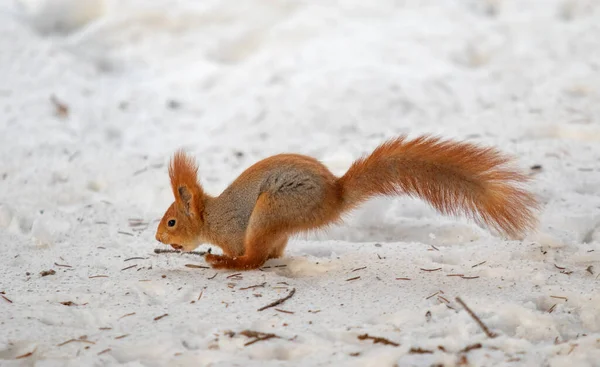 Rotes Eichhörnchen Auf Weißem Schnee Winter — Stockfoto