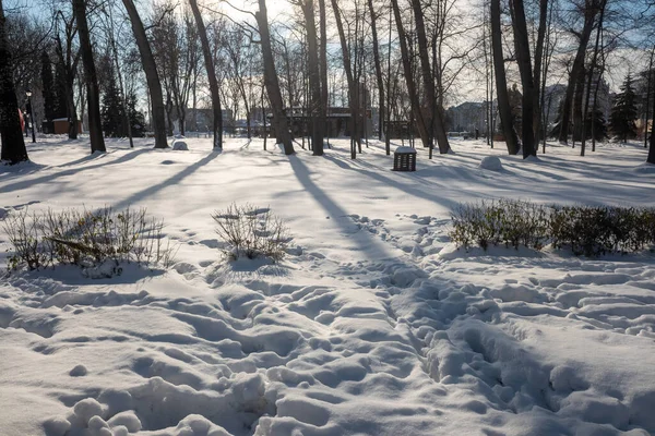 Paesaggio Invernale Foresta Parco Naturale — Foto Stock