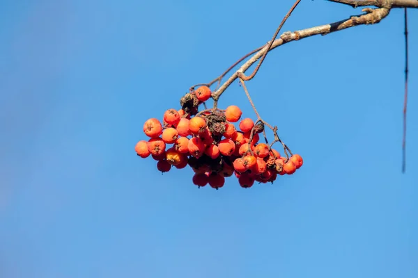 Bouquet Baies Rowan Rouge Dans Nature — Photo