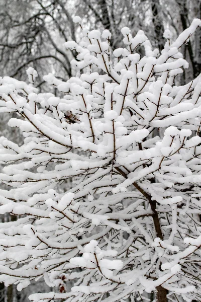 Snöiga Grenar Träd Mot Vit Himmel Bakgrund Vinter — Stockfoto