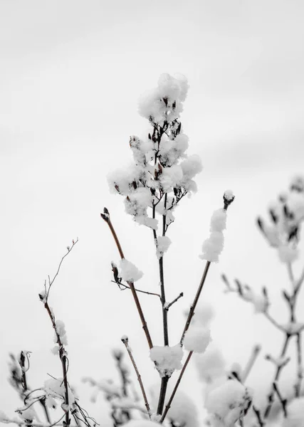Snöiga Grenar Träd Mot Vit Himmel Bakgrund Vinter — Stockfoto