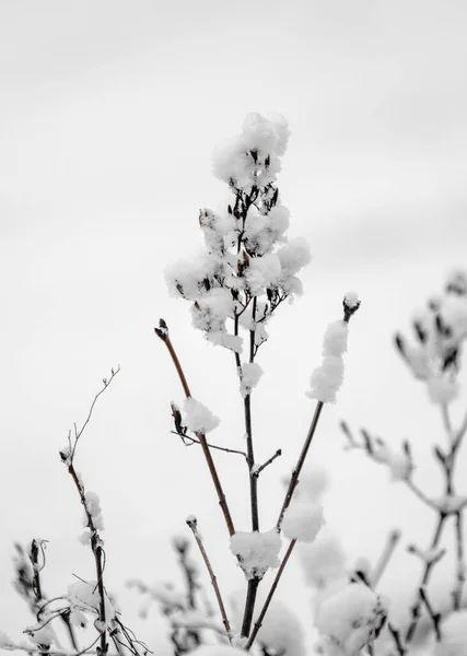 Zasněžené Větve Stromů Bílém Pozadí Oblohy Winter — Stock fotografie