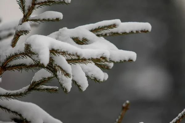 Fir Green Branches Snow Winter — Stock Photo, Image