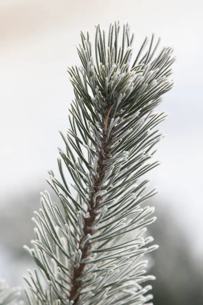 云杉分枝在雪白的雪地里 冬季的心情 — 图库照片