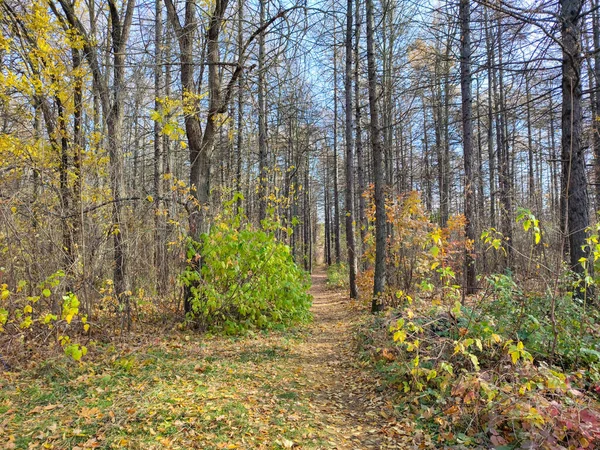 Alberi Alti Senza Foglie Nel Parco Paesaggio Autunnale Giornata Limpida — Foto Stock