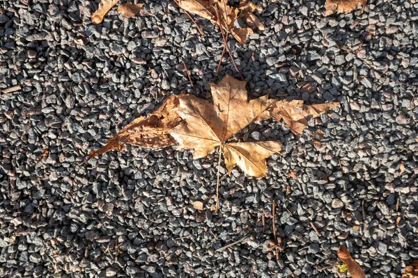 秋の黄葉 アース ネイチャー — ストック写真