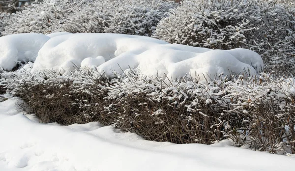 白い雪の中で乾燥した枝を産む 冬の自然 — ストック写真