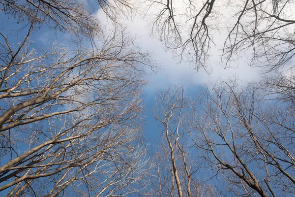 Arbres Automne Sans Feuilles Contre Ciel Bleu Avec Des Nuages — Photo