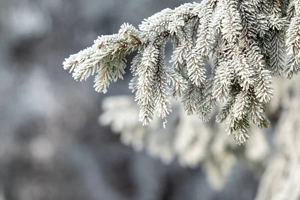 Kar Beyazı Kar Altında Ladin Dalları Kış Havası — Stok fotoğraf