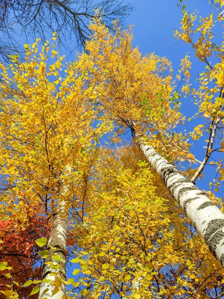 Гілки Осінніх Дерев Проти Неба Вид Знизу Вгору — стокове фото