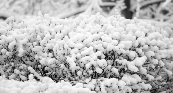 Zasněžené Větve Stromů Bílém Pozadí Oblohy Winter — Stock fotografie