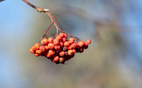 Букет Красных Рябиновых Ягод Природе — стоковое фото