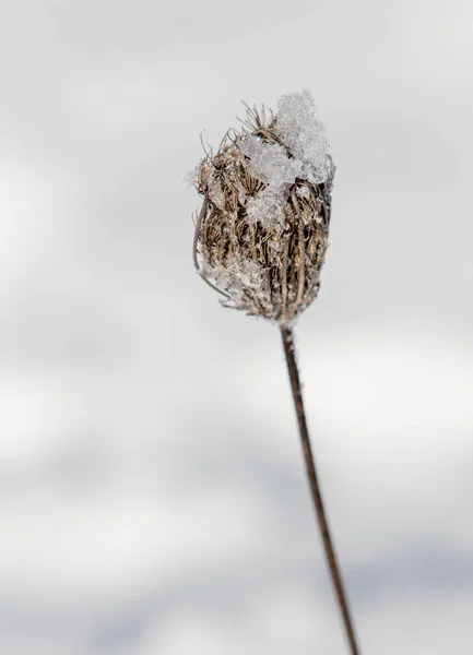 Dry Branch Thorn Snow — Stock Photo, Image