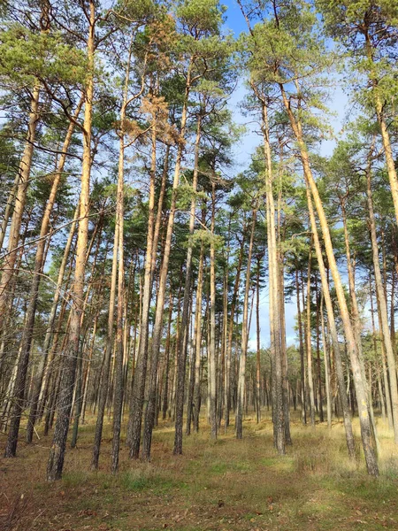 Pine Forest Park Nature Autumn — Stock Photo, Image