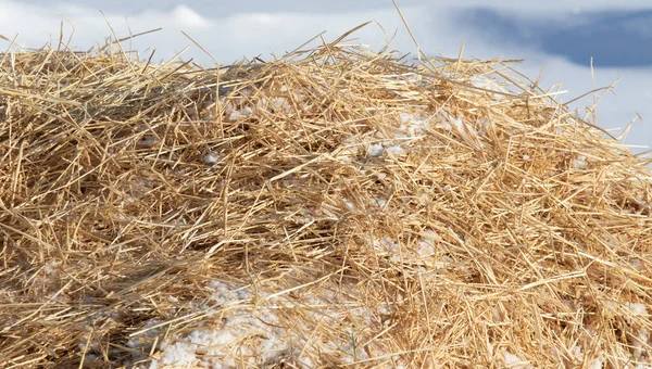 Gelber Strohhalm Auf Weißem Schnee — Stockfoto