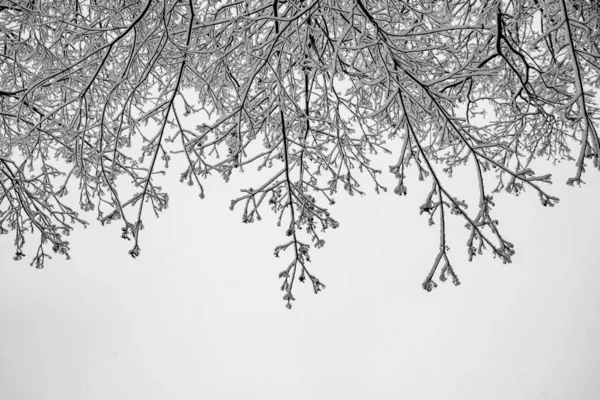Des Branches Arbres Enneigées Sur Fond Ciel Blanc Hiver — Photo