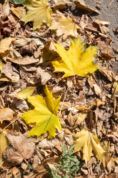 Yerde Sarı Yapraklar Sonbahar Manzarası — Stok fotoğraf