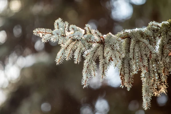 겨울에 나뭇가지 — 스톡 사진