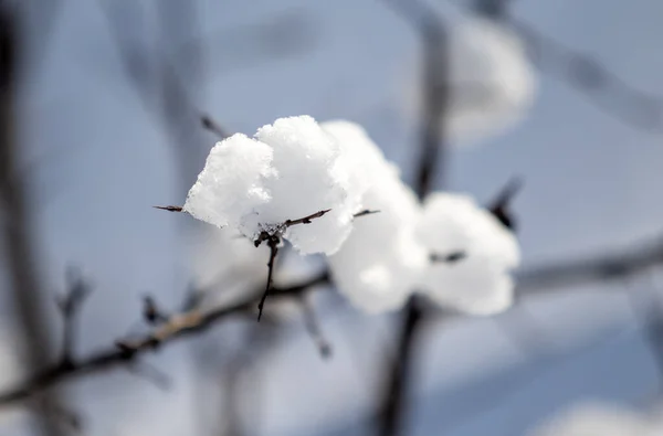 Bílé Sněhové Koule Větvi Stromu Slunečného Dne — Stock fotografie