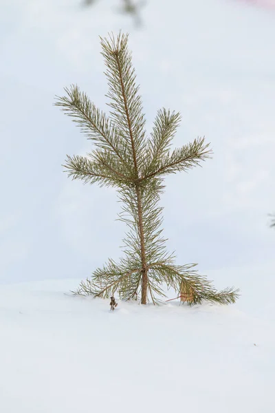 Pequeno Ramo Abeto Verde Coberto Com Neve Inverno — Fotografia de Stock