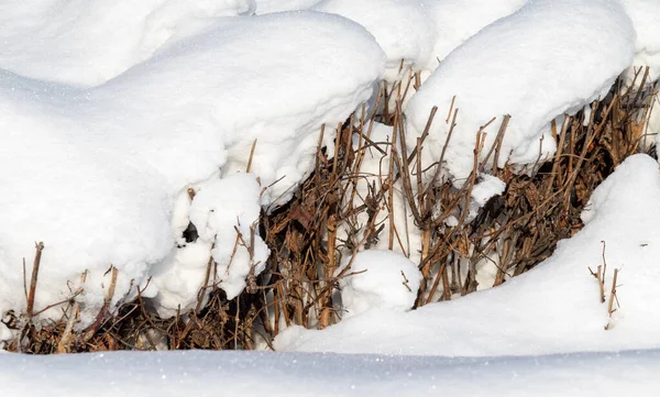 Snow Background Dry Branch Snow — Stock Photo, Image