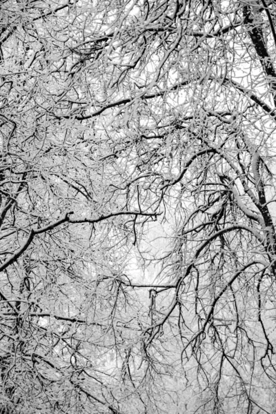 Śnieżne Gałęzie Drzew Białym Tle Nieba Zima — Zdjęcie stockowe