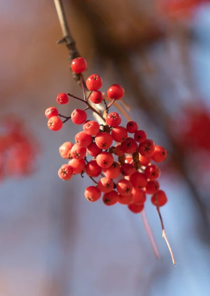 Bouquet Baies Rowan Rouge Dans Nature — Photo