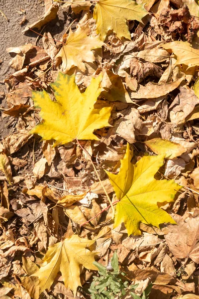 Żółte Liście Ziemi Jesienny Krajobraz — Zdjęcie stockowe