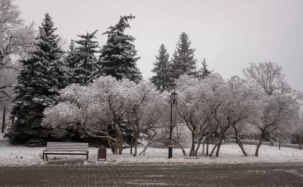 Krajinný Zimní Park Dřevěná Lavička Sněhu — Stock fotografie