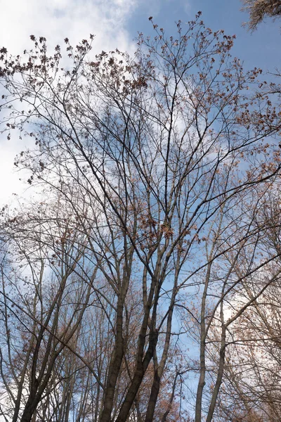 Arbres Automne Sans Feuilles Contre Ciel Bleu Avec Des Nuages — Photo