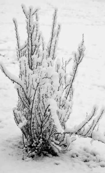 Χιονισμένα Κλαδιά Δέντρων Φόντο Λευκού Ουρανού Χειμώνας — Φωτογραφία Αρχείου