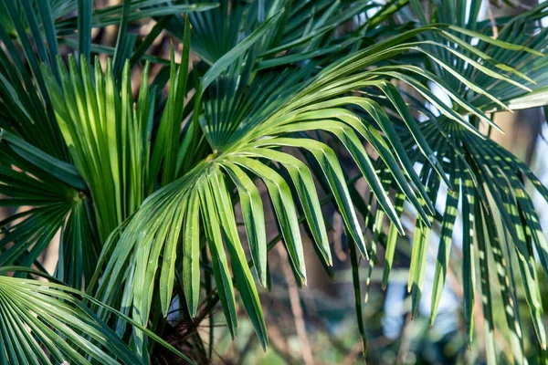 Palm Trees Green Leaves Natural Landscape — Stock Photo, Image