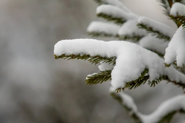 Jedlové Zelené Větve Sněhu Zimě — Stock fotografie