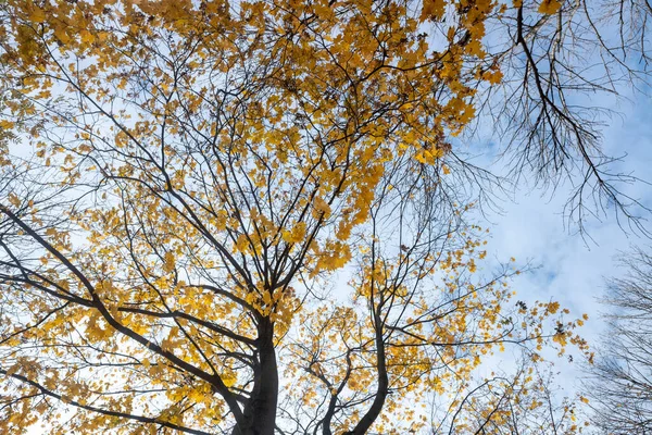 秋树的枝条映衬着天空 自下而上的观点 — 图库照片