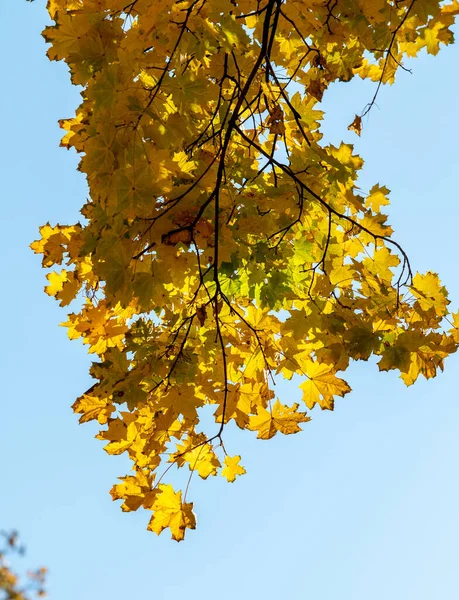 Осенний Пейзаж Деревья Яркими Листьями Фоне Неба — стоковое фото
