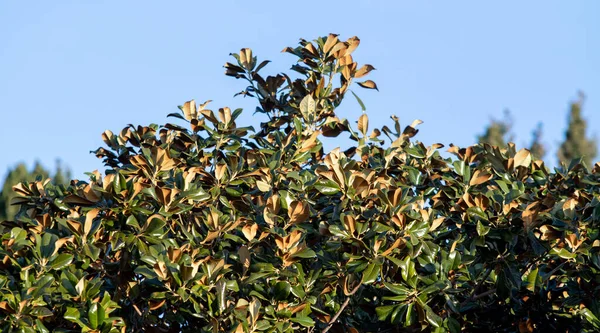 Ficus Tropicale Verde Parte Una Giornata Sole — Foto Stock